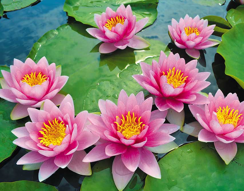 Календарь квартальный на 2025 год, 3 блока 3 гребня с курсором, 295*720мм, Лотос