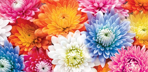 Конверт для денег Яркие цветы