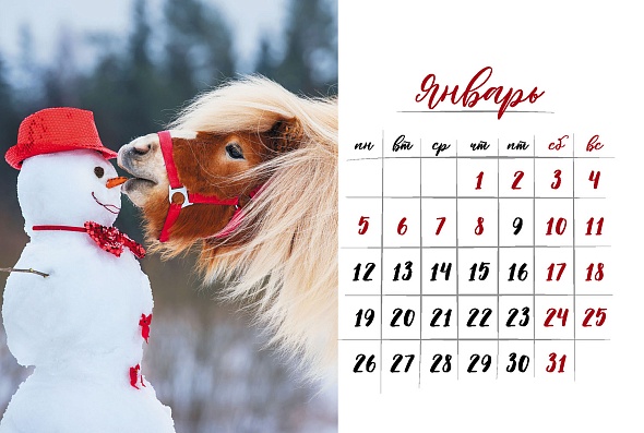 Календарь - домик 160*105мм на 2026г. Год прикольной лошади Hatber