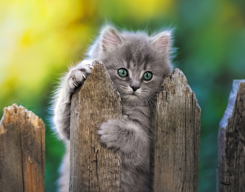 Календарь квартальный на 2026г. 3 блока 3 гребня 295*720мм  Шалун