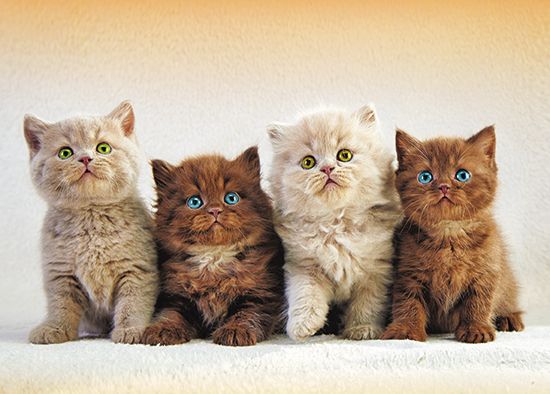 Календарь квартальный на 2026г. 3 блока 3 гребня 295*720мм на 2026г. Моя семья